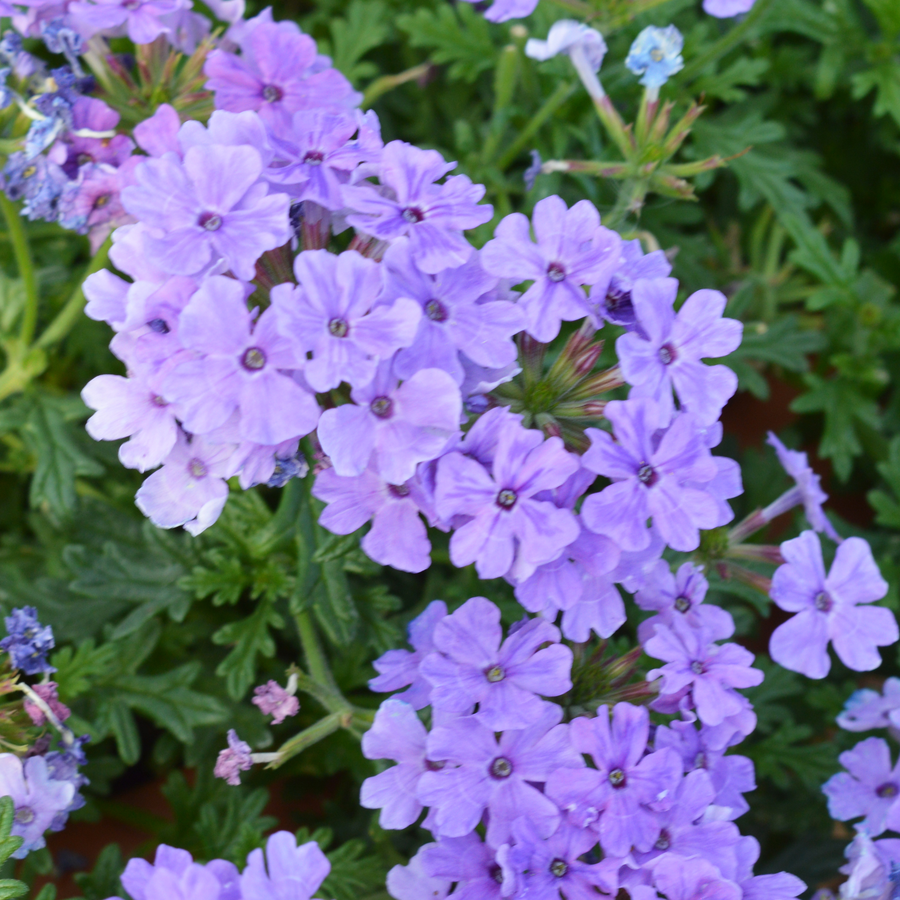 Verbena Vera Lavender